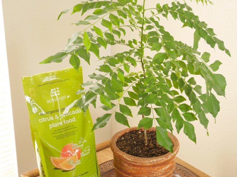 Curry Leaf Plant - A curry plant grown from a small seedling and now 3 feet high.