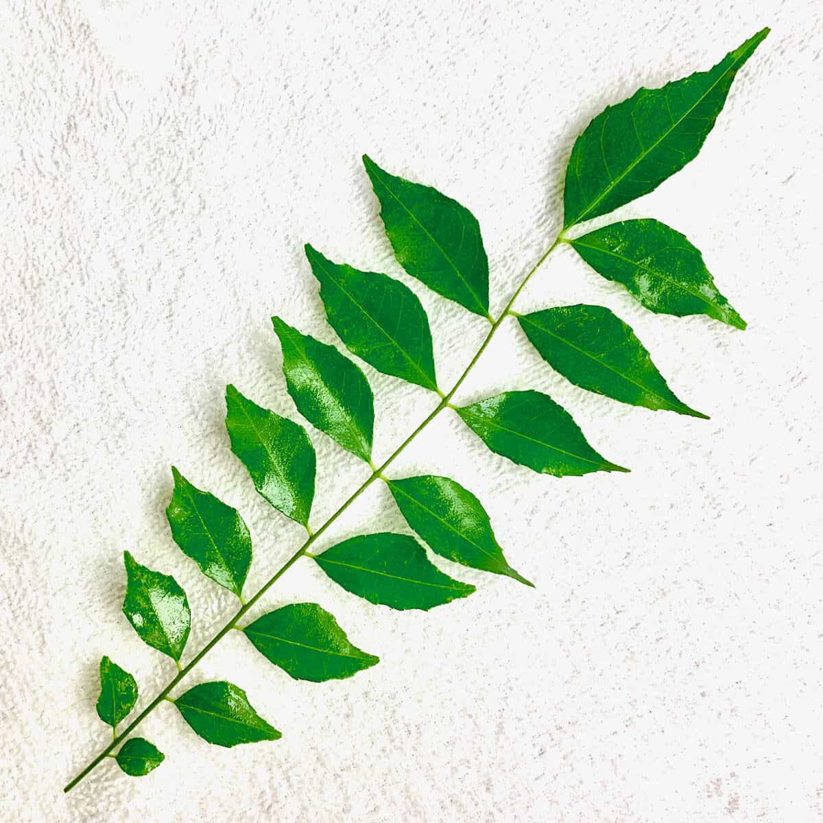 A curry leaf sprig from a curry tree.