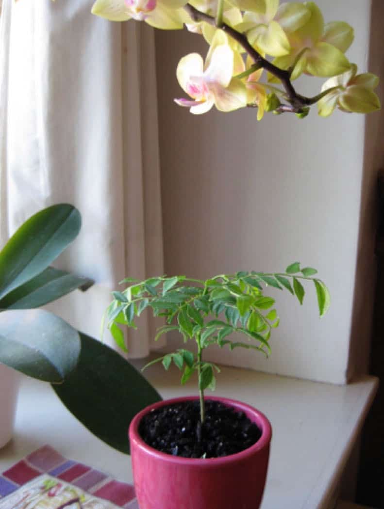 A tinu curry leaf plant as a seedling.